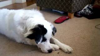 Dog VS. Stinky bug Part 1
