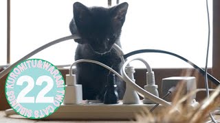 2度見する子猫