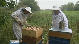 LIT Scientist proves the existence of pure native Irish Honey Bee