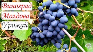Виноград Молдова. Урожай и особенности сорта