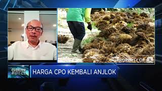 India Pangkas Bea Masuk, Ekspor CPO RI Meningkat?