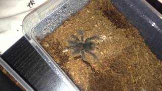 Theraphosa Stirmi ( Burgundy Goliath Bird Eater ) Rehouse