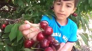 Как собирают черешню в Армении. Good cherries in Armenia, Черешня в Армении)