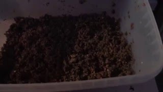 Переселение калифорнийского червя. Часть 1