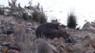 Wild wombat attacks a competitor/mate