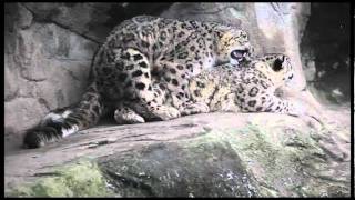Mating snow leopards - Zoo Zürich