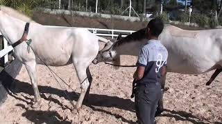 HORSE MATING