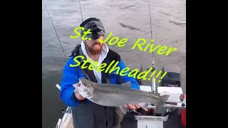 Steelhead Berrien Springs dam Michigan