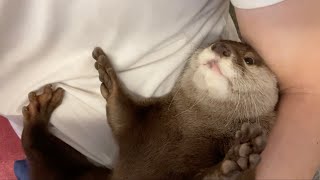 カワウソさくら いつも抱きつかれるカワウソに抱きつき返した otter hugged by its owner