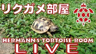 リクガメ部屋ライブ映像配信 Hermann's tortoise room LIVE CAMERA2020.1.11