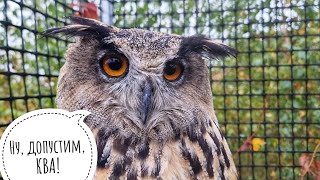 Навещаем сов мокрым утром, трогаем кудрявых мышей, смотрим, что я купила в автолавке