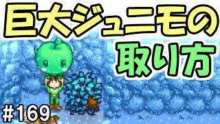 【Stardew Valley】#169 超かわいい！巨大ジュニモの人形の取り方！【スターデューバレー】【３年目冬２７日～２８日】