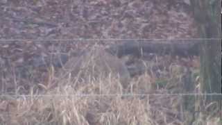 Muntjac doe shot with .308W
