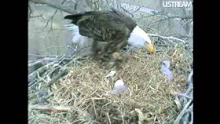 Decorah Eagles Bonus Footage- Eaglet Out & In Happy Ending! 4-3-11