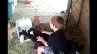 Goat Riding (101)