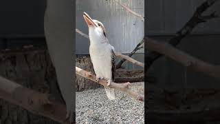 Laughing Kookaburra #shorts