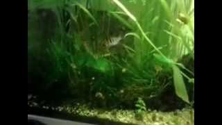 couple   Mikrogeophagus ramirezi  biotope amazonien
