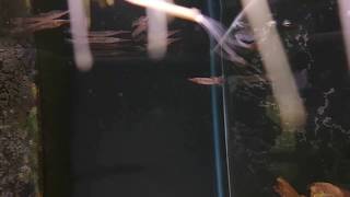 Hemirhamphodon byssus (wild) paring bij Aquarium Speciaalzaak Utaka
