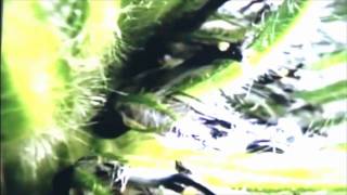 carnivorous plants  eat insects flores y plantas carnivoras que se comen insectos y hasta ratas