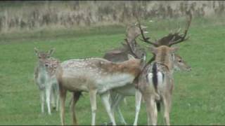Fallow Rut 2008 4x2 v Big Whitey 3