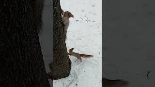 Белка и её женихи / Squirrel and her grooms
