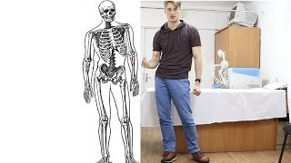 Таз и осанка (идиопатический сколиоз) КАК вылечится ?