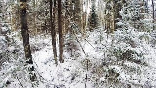 Охота #19 загонная на лося, поиски быка