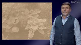 Чуб В.В. - Молекулы в пищевых цепях: от растений до человека - Азот в растениях