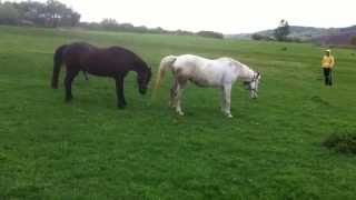 Horse Sex!