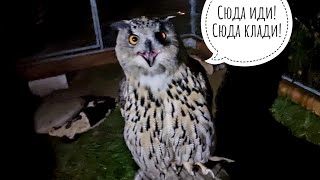Сыч Луч выгнал кошку Морошку трогать лужу. Сова Ёль недовольно приняла ужин от неуважительной меня