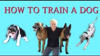 How to Train a Dog- dog training clicker