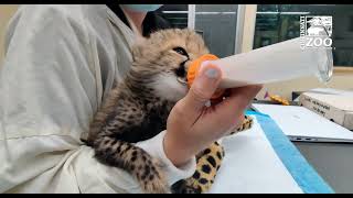 Cheetah Cub Rozi Drinking Down a Bottle of Food - Cincinnati Zoo