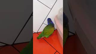loro que habla