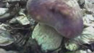 Fascination Boletus
