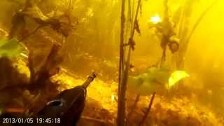Подводная охота на Орели. 3