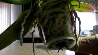 REPOTTING ORCHID: WHEN, WHY, HOW.