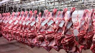 забой крс качественный по стандартам ЕС
