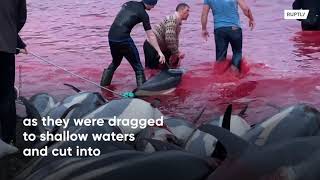 Over 1,400 dolphins slaughtered in one day as part of traditional hunt