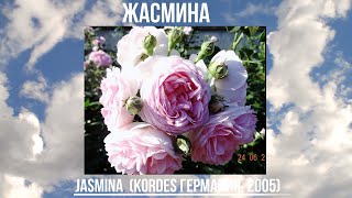 Как распускается роза Жасмина (Плетистая)  - Jasmina  (Kordes Германия, 2005)