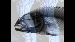 Litch - Festination