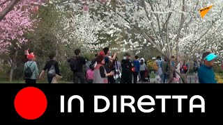 Giardino Botanico di Pechino: spettacolo dei fiori di pesco, ciliegio e magnolia