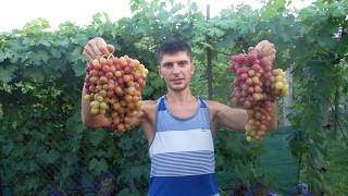 Виноград 2017(часть вторая) Максим Мойсеенко