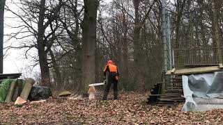 Stihl MS 660 W Eichenfällung