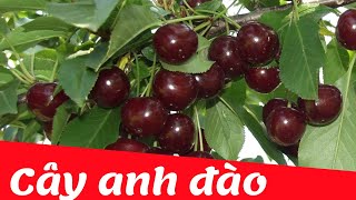 Dạy bé học nhận biết cây ăn quả | Cây anh đào | Dạy trẻ thông minh sớm