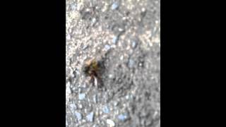 Wespe gg Ohrenkneifer  / Wasp vs. Earwig