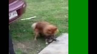 Dog having sex with cat
