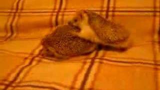 Как ежики занимаются сексом