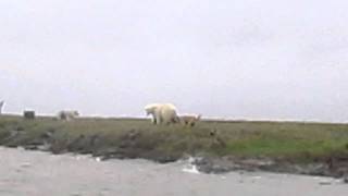Собаки против медведей Dogs vs Bears