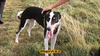 Dogs Trust Darlington - Rowland