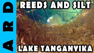 Reeds and silt environment - Lake Tanganyika